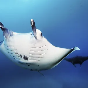 Reef manta ray (Mobula alfredi) (Syn)