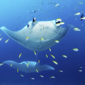 Two reef manta rays (Mobula alfredi) stingrays or whiptail rays (Dasyatidae)