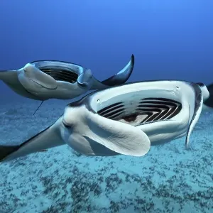 Two Reef manta rays Print Two Reef manta rays Print