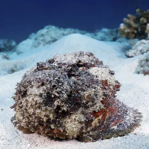 Reef stonefish (Synanceia verrucosa)