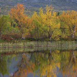 Reflection of autumnal dwarf birch (Betula nana) Reflection of autumnal dwarf birch (Betula nana)