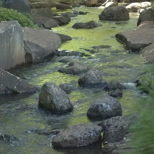 Reflections on stream in Japanese Garden