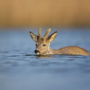 Reh (Capreolus capreolus) swimming Reh (Capreolus capreolus) swimming