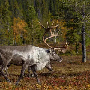 A reindeer bull (Rangifer tarandus) accompanies his herd wandering through the taiga during the rut A reindeer bull (Rangifer tarandus) accompanies his herd wandering through the taiga during the rut