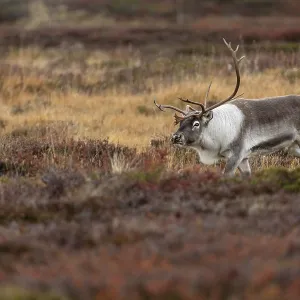The reindeer bull (Rangifer tarandus) attentively follows his herd