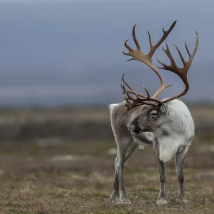 A reindeer bull (Rangifer tarandus) attentively observes a rival A reindeer bull (Rangifer tarandus) attentively observes a rival