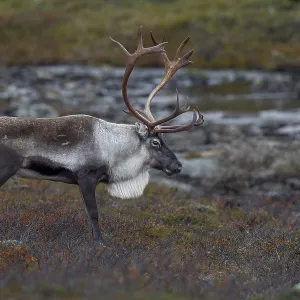 You can see the reindeer bull (Rangifer tarandus) during the exhausting time of the rut You can see the reindeer bull (Rangifer tarandus) during the exhausting time of the rut