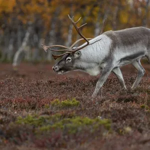 The reindeer bull (Rangifer tarandus) follows his herd with bowed head