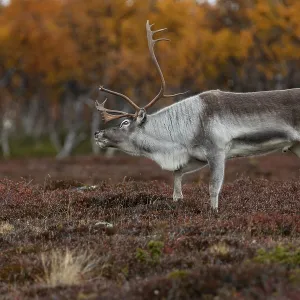 The reindeer bull (Rangifer tarandus) follows his herd roaring