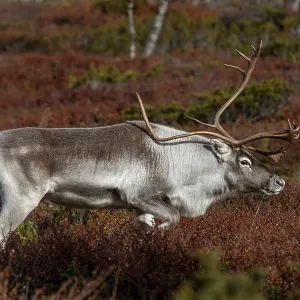 A reindeer bull (Rangifer tarandus) follows his herd wandering across the tundra during the rut