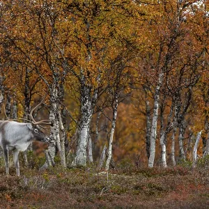 Reindeer bull (Rangifer tarandus) in rut in autumn ambience