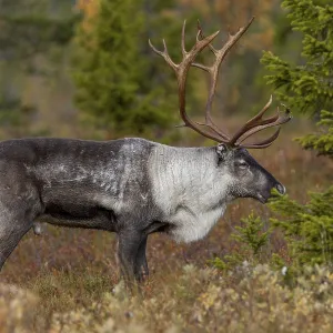 A reindeer bull (Rangifer tarandus) stands relaxed in the taiga A reindeer bull (Rangifer tarandus) stands relaxed in the taiga