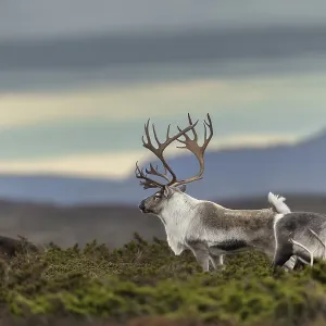 A reindeer bull (Rangifer tarandus) stretches relaxed between his small herd A reindeer bull (Rangifer tarandus) stretches relaxed between his small herd
