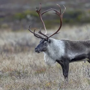 A reindeer bull (Rangifer tarandus) watches over his herd grazing in the tundra A reindeer bull (Rangifer tarandus) watches over his herd grazing in the tundra