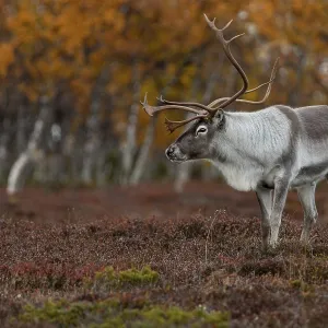 The reindeer bull (Rangifer tarandus) watches his herd relaxed