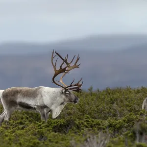 A reindeer bull (Rangifer tarandus) watches over his small herd A reindeer bull (Rangifer tarandus) watches over his small herd