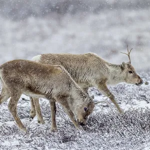 Two reindeer calves (Rangifer tarandus) walking across the snowy tundra