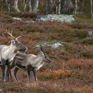 A reindeer cow (Rangifer tarandus) with calf in the autumn tundra