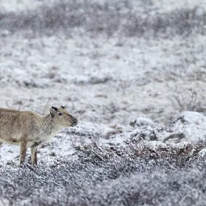 Reindeer cow (Rangifer tarandus) in the snow