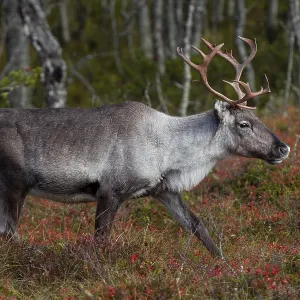 A reindeer cow (Rangifer tarandus) walks through the autumn taiga A reindeer cow (Rangifer tarandus) walks through the autumn taiga