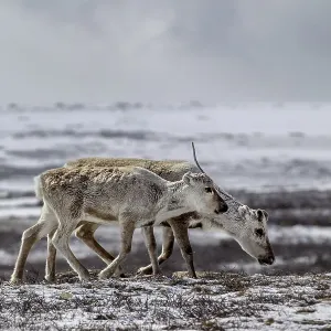 A reindeer cow (Rangifer tarandus) walks across the snow-covered tundra with her last year's calf
