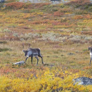Reindeer herd at Abisko National Park in the colourful autumn of Lapland below Lapporten Reindeer herd at Abisko National Park in the colourful autumn of Lapland below Lapporten