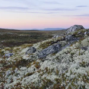Reindeer Lichen (Cladonia rangiferina)