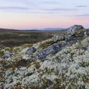 Reindeer Lichen Print, Ringebufjellet Norway Reindeer Lichen Print, Ringebufjellet Norway