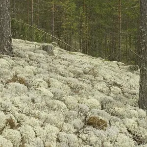 Reindeer Lichens or Caribou Moss (Cladonia rangiferina) Reindeer Lichens or Caribou Moss (Cladonia rangiferina)