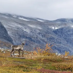 Reindeer (Rangifer tarandus) in autumnal mountain landscape Reindeer (Rangifer tarandus) in autumnal mountain landscape
