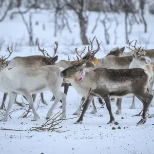 Reindeer (Rangifer tarandus) in breeding animals in enclosure