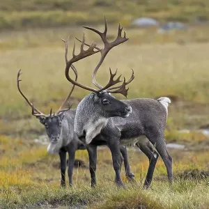 Two reindeer (Rangifer tarandus) bulls with huge antlers on the tundra in autumn Two reindeer (Rangifer tarandus) bulls with huge antlers on the tundra in autumn