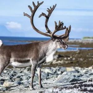 Reindeer (Rangifer tarandus) on the coast Reindeer (Rangifer tarandus) on the coast