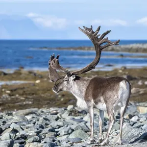 Reindeer (Rangifer tarandus) on the coast Reindeer (Rangifer tarandus) on the coast