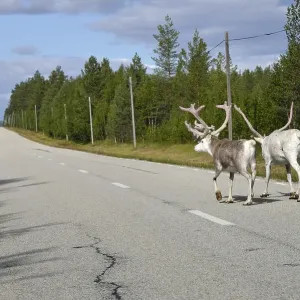 Reindeer (Rangifer tarandus) on a country road
