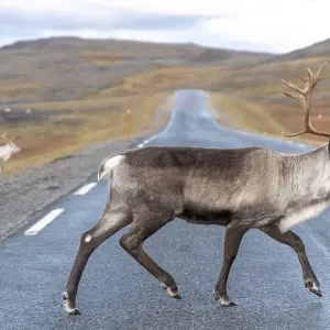 Reindeer (Rangifer tarandus) crosses road