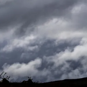 Two reindeer (Rangifer tarandus) are not disturbed by the approaching storm front