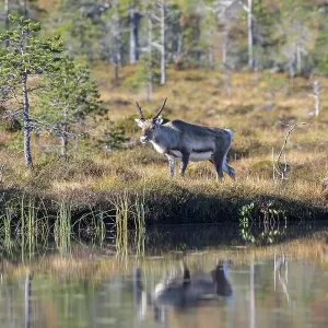 Reindeer (Rangifer tarandus), Efjord Reindeer (Rangifer tarandus), Efjord