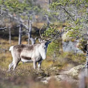 Reindeer (Rangifer tarandus), Efjord Reindeer (Rangifer tarandus), Efjord