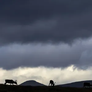 While the reindeer (Rangifer tarandus) graze on a mountain ridge