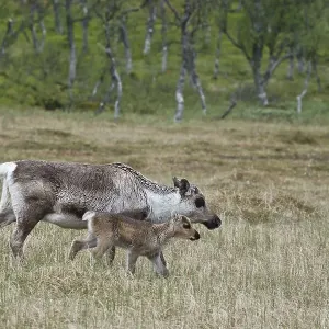 Reindeer (Rangifer tarandus), Kvaloya Reindeer (Rangifer tarandus), Kvaloya