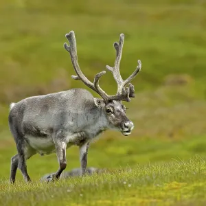 Reindeer, Rangifer tarandus, with massive antlers in the green grass Reindeer, Rangifer tarandus, with massive antlers in the green grass