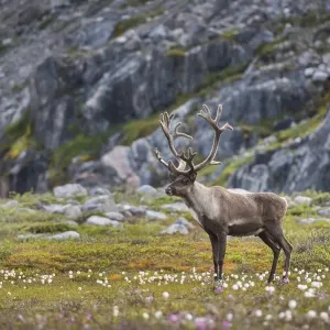Reindeer (Rangifer tarandus) in a meadow in front of rocks Reindeer (Rangifer tarandus) in a meadow in front of rocks