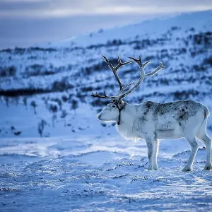 Reindeer (Rangifer tarandus), Northern Norway Reindeer (Rangifer tarandus), Northern Norway