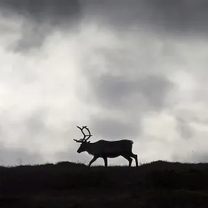 Reindeer (Rangifer tarandus) silhouette on the tundra in autumn Reindeer (Rangifer tarandus) silhouette on the tundra in autumn