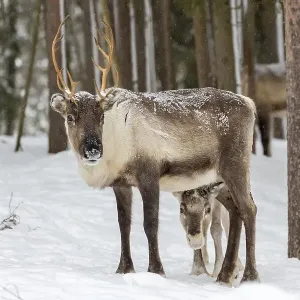 Two reindeer (Rangifer tarandus) in snow Two reindeer (Rangifer tarandus) in snow