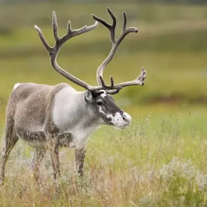 Reindeer (Rangifer tarandus) stands in a meadow Reindeer (Rangifer tarandus) stands in a meadow