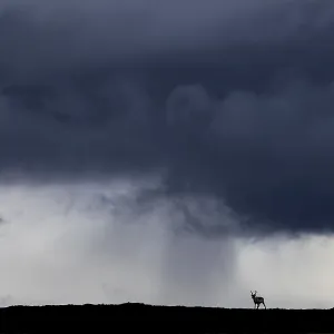 A reindeer (Rangifer tarandus) in front of a storm front and the first rain in the background