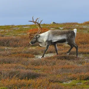 Reindeer in search of food Reindeer in search of food