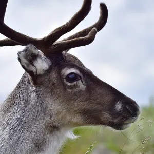Reindeer in sweden in autumn in the tundra